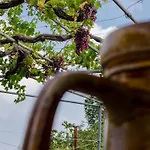 Masseria Trulli Bruni Holiday home
